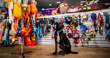 بهترین پت شاپ های دنیا