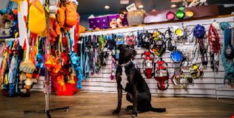 بهترین پت شاپ های دنیا